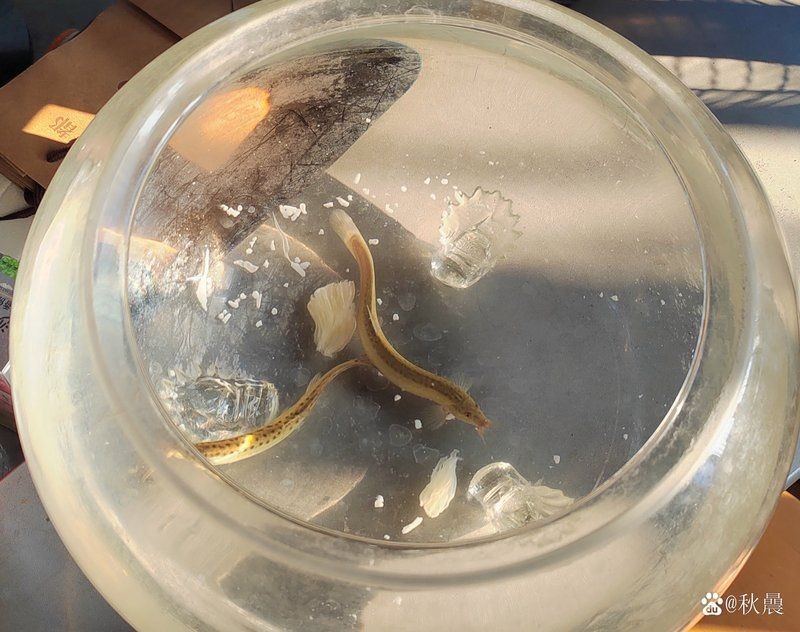 宜春魚缸批發(fā)市場：上高縣榮華水族魚缸批發(fā)市場未來可能呈現(xiàn)以下發(fā)展方向