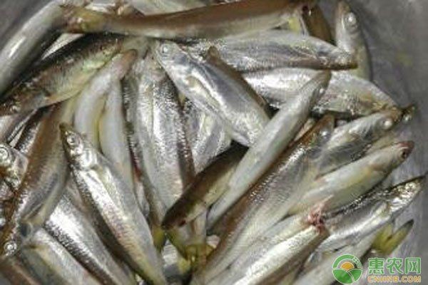 河里常見的小魚品種：河流生態系統中常見的小型魚類
