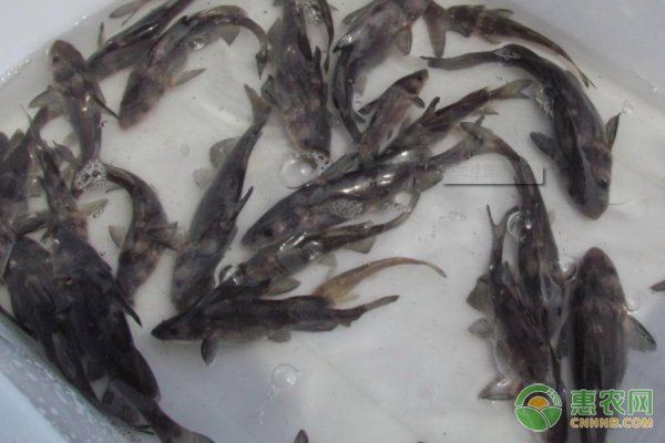 如何緩解龍魚黑鱗的應激反應，如何緩解龍魚黑鱗應激反應