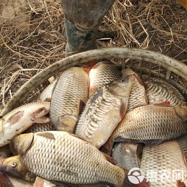 各種鯉魚苗的價格：鯉魚苗價格多少錢一斤一畝鯉魚養殖利潤分析