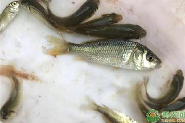 各種鯉魚苗的價格：鯉魚苗價格多少錢一斤一畝鯉魚養殖利潤分析