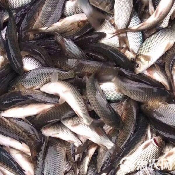 各種鯉魚苗的價格：鯉魚苗價格多少錢一斤一畝鯉魚養殖利潤分析