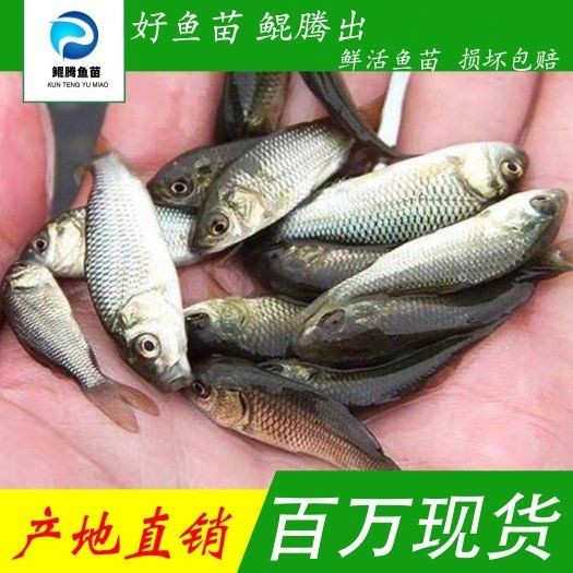 各種鯉魚苗的價格：鯉魚苗價格多少錢一斤一畝鯉魚養殖利潤分析