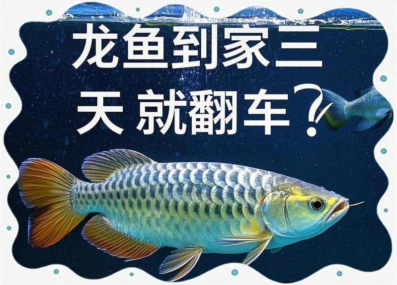 1米缸養(yǎng)紅龍魚有哪些風(fēng)險？：云游視界lyn,長裙小莉妹妹愛繪畫ing