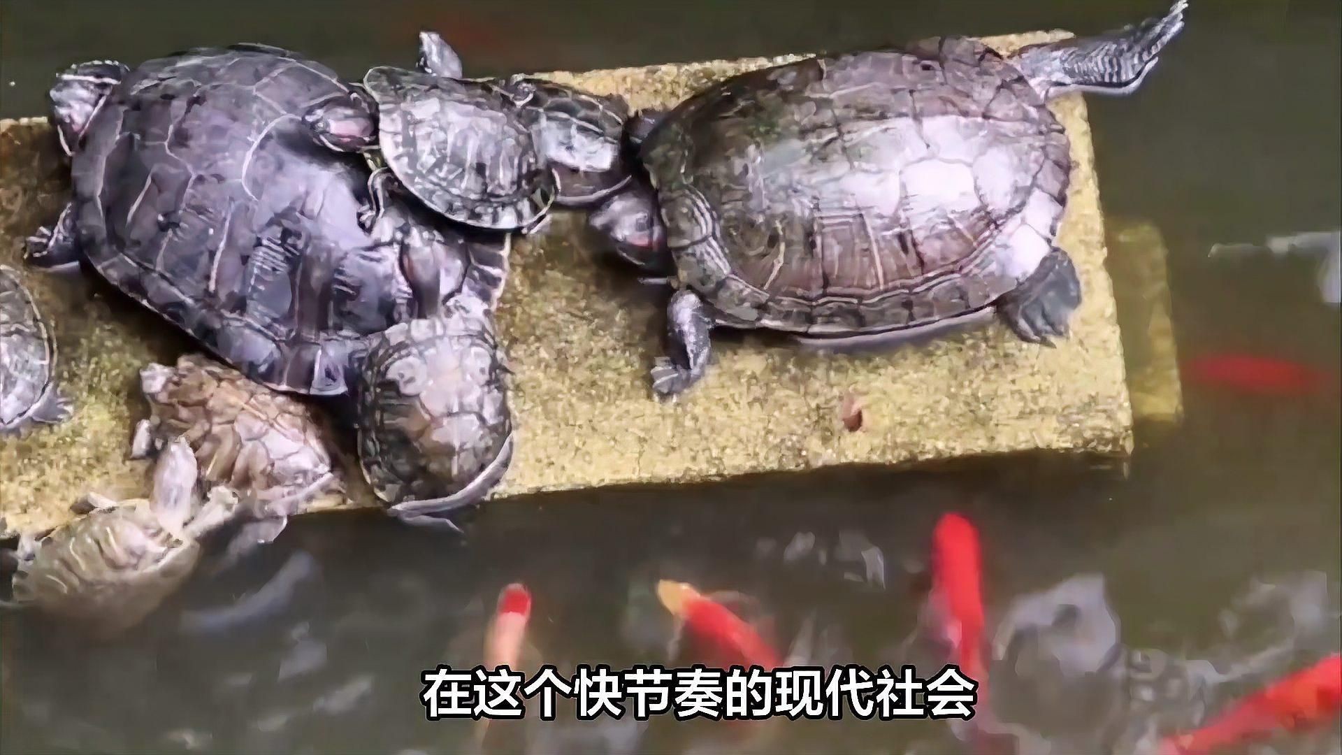 “養(yǎng)龜窮三代”的說法有歷史依據(jù)嗎？：“養(yǎng)龜窮三代”這一民間說法雖無明確史料佐證其為特定歷史時期官方論斷