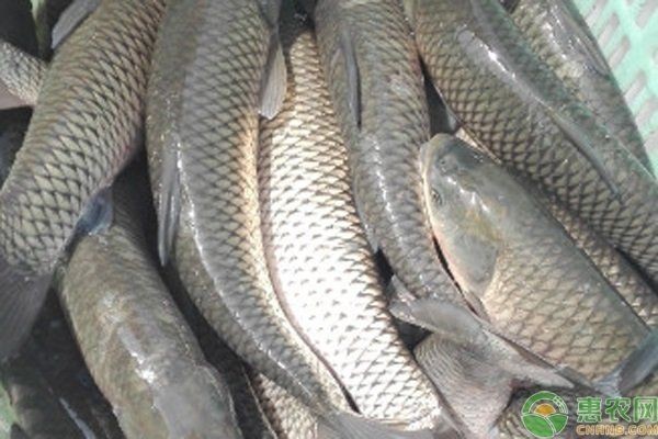 中國十大養(yǎng)魚：中國水產(chǎn)養(yǎng)殖十大省份排名 中國十大養(yǎng)魚：中國水產(chǎn)養(yǎng)殖十大省份排名 龍魚百科 第2張