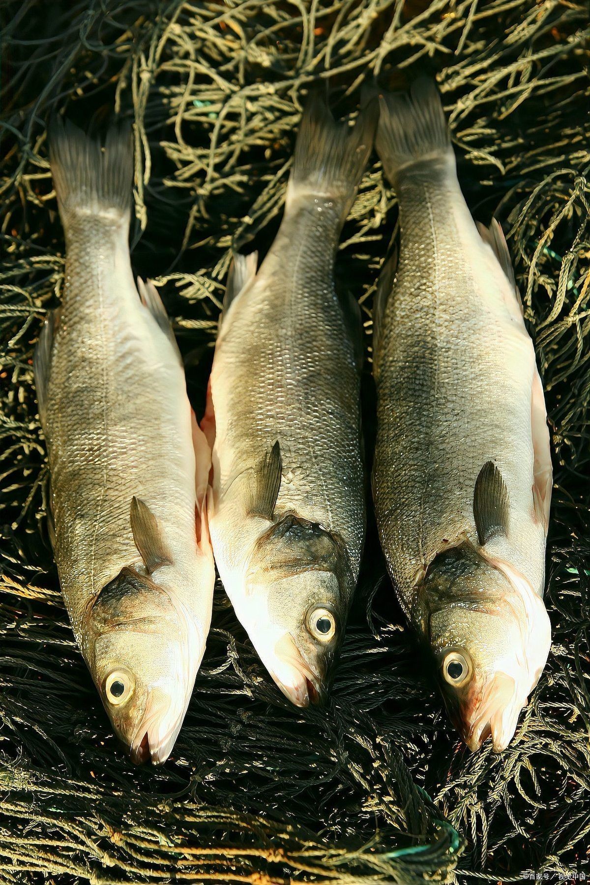 中國十大養(yǎng)魚：中國水產(chǎn)養(yǎng)殖十大省份排名 中國十大養(yǎng)魚：中國水產(chǎn)養(yǎng)殖十大省份排名 龍魚百科 第3張
