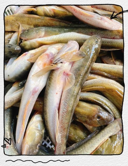 海鯰魚圖片大全：「海鯰魚全攻略」7款特色做法