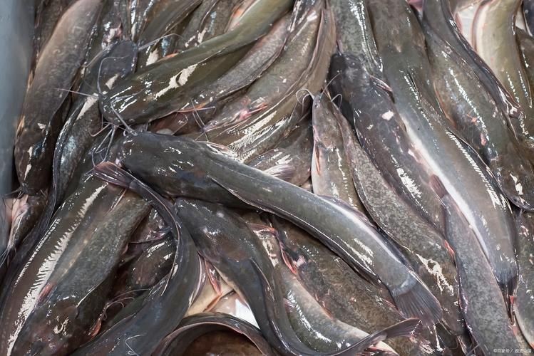 海鯰魚圖片大全：「海鯰魚全攻略」7款特色做法