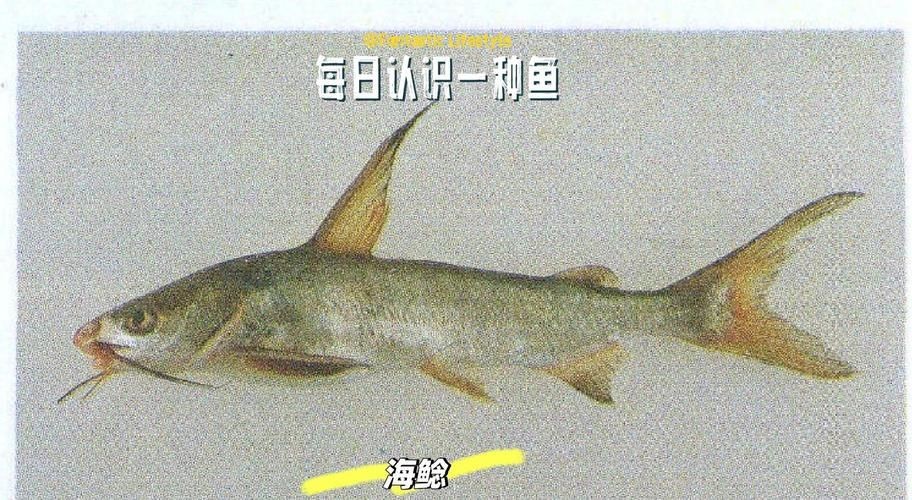 海鯰魚圖片大全：「海鯰魚全攻略」7款特色做法