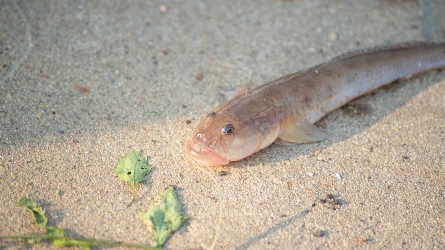 海鯰魚圖片大全：「海鯰魚全攻略」7款特色做法