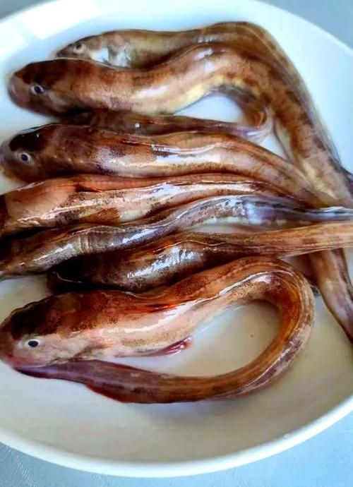海鯰魚圖片大全：「海鯰魚全攻略」7款特色做法