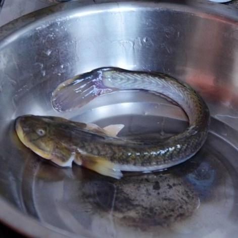 海鯰魚圖片大全：「海鯰魚全攻略」7款特色做法