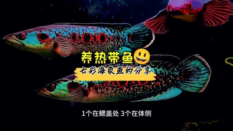 海象魚吃什么可以增紅：如何判斷海象魚增紅需要多長時間見效？