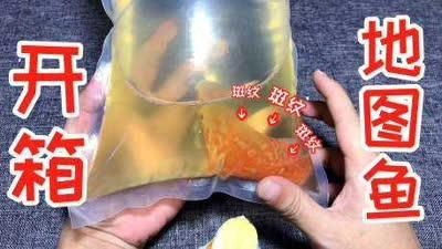 買地圖魚視頻：地圖魚的選購技巧