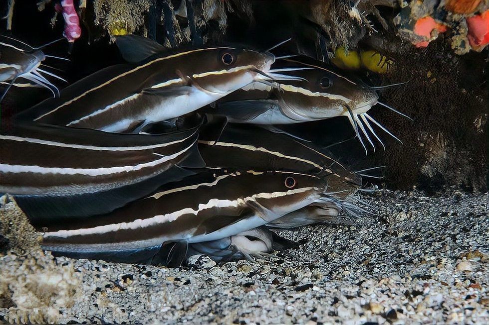海鯰魚俗名叫啥：春天吃海魚別錯過這3種,刺少肉鮮無養殖行家都搶著買