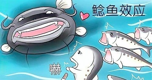 廣東的豬鼻魚為啥叫鯰魚：廣東“豬鼻魚”與“鯰魚”有關，廣東人卻奉為餐桌美味
