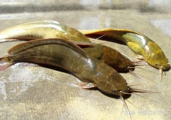 廣東的豬鼻魚為啥叫鯰魚：廣東“豬鼻魚”與“鯰魚”有關，廣東人卻奉為餐桌美味
