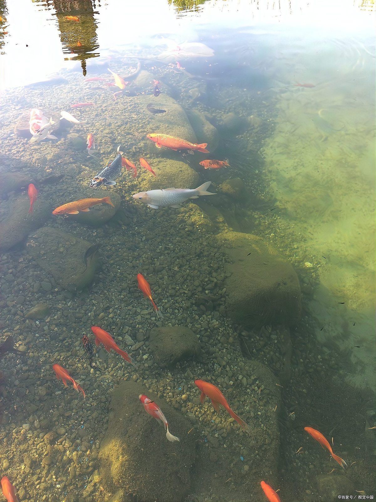 湖南適合養(yǎng)啥魚：湖南水產(chǎn)養(yǎng)殖的主要挑戰(zhàn)有哪些湖南水產(chǎn)養(yǎng)殖的主要挑戰(zhàn)