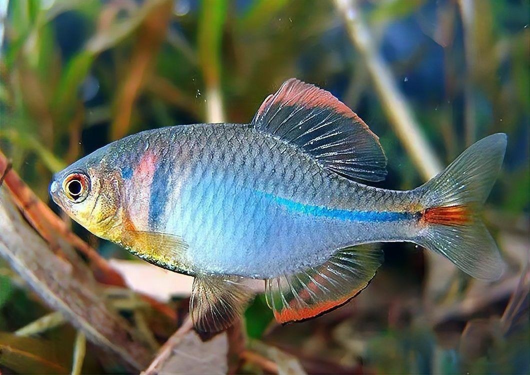 湖南適合養(yǎng)啥魚：湖南水產(chǎn)養(yǎng)殖的主要挑戰(zhàn)有哪些湖南水產(chǎn)養(yǎng)殖的主要挑戰(zhàn)