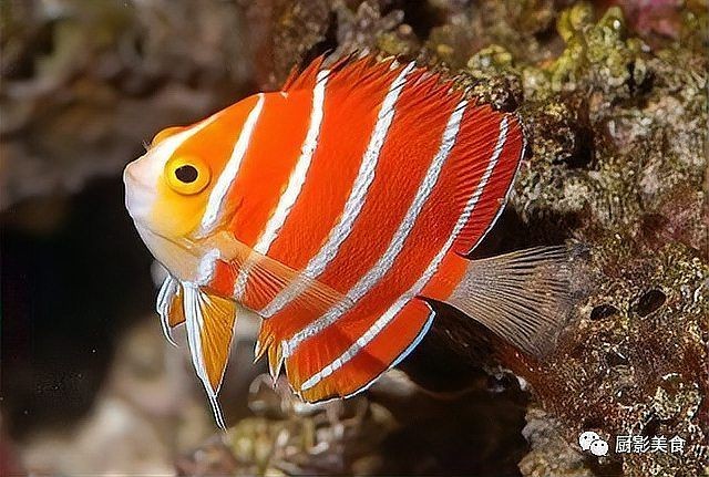 世界上最貴的魚叫什么名字：世界上公認的“最貴食用魚”是**藍鰭金槍魚