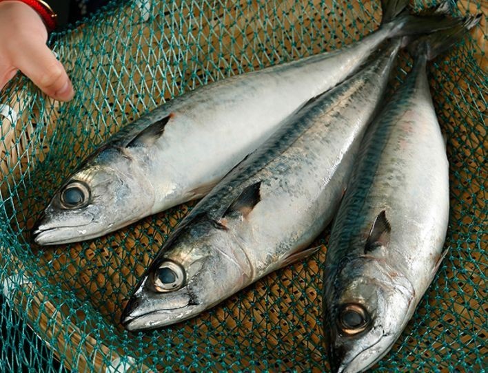 棍子魚是秋刀魚嗎：如何區分棍子魚和秋刀魚？