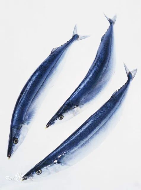 棍子魚是秋刀魚嗎：如何區分棍子魚和秋刀魚？