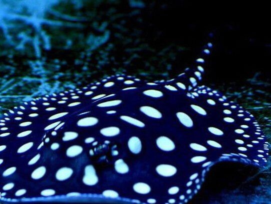 皇冠黑白魟魚白點上有黑點：皇冠黑白魟魚白點黑點癥狀解析與防治指南