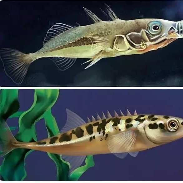 很多刺的海魚叫什么名字：多刺海魚有哪些特點？