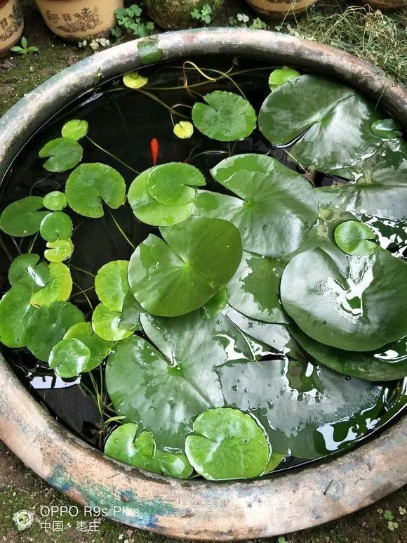 棗莊魚缸維護：棗莊古法魚缸的日常維護及注意事項