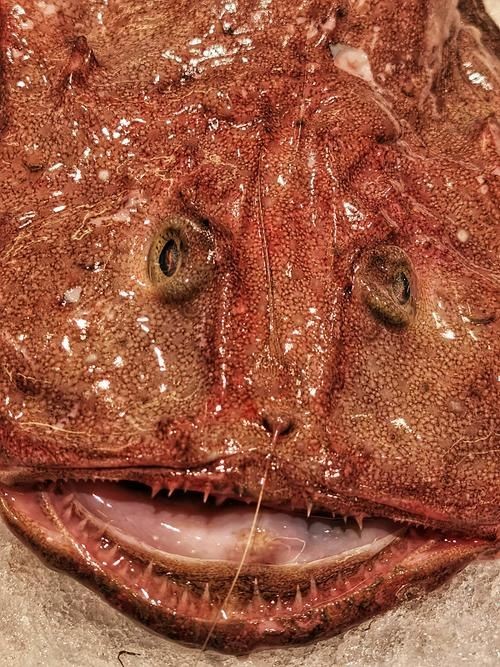 和尚魚圖片：“和尚魚”這一獨特水生物展開結合其典型形態與生態特征進行闡述
