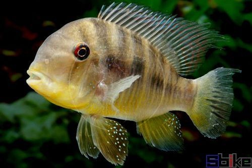 和尚魚圖片：“和尚魚”這一獨特水生物展開結合其典型形態與生態特征進行闡述