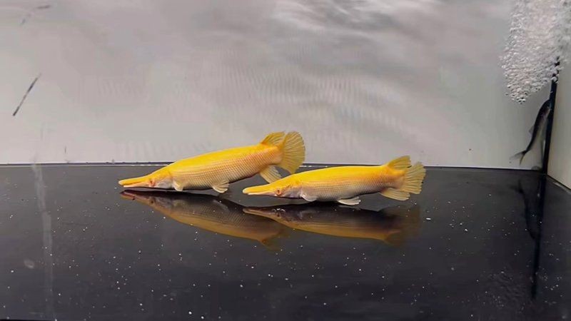 皇家火箭魚最值得買的三個顏色:**《皇家火箭魚最值得買的三個顏色》 龍魚論壇 第4張 皇家火箭魚最值得買的三個顏色:**《皇家火箭魚最值得買的三個顏色》 皇家火箭魚最值得買的三個顏色:**《皇家火箭魚最值得買的三個顏色》 龍魚論壇 第4張