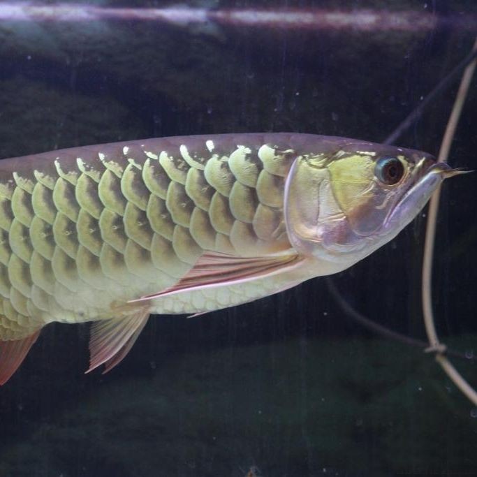 6條金龍魚一般人壓不住嗎：6條金龍魚一般人壓不住嗎,探秘自然與科技