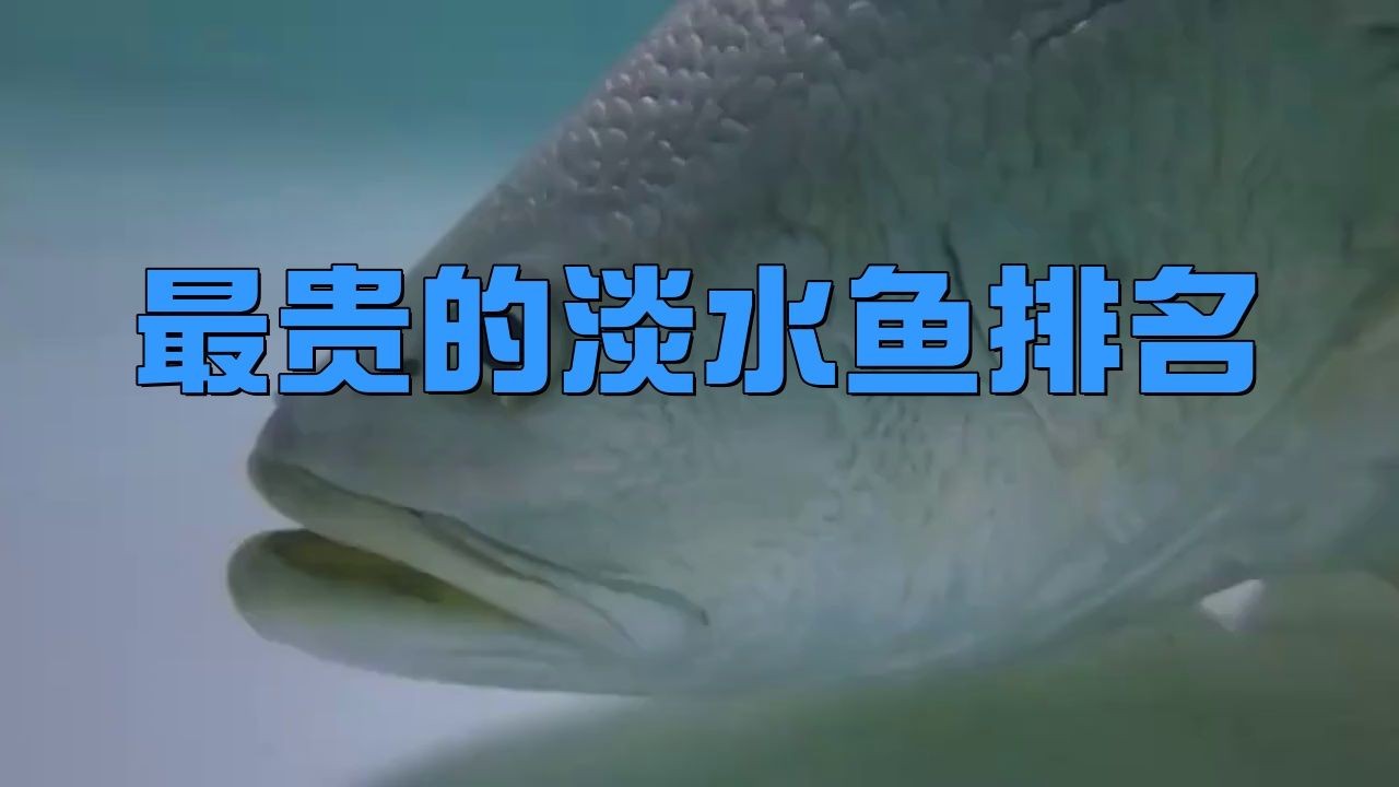 中國最昂貴十大名魚：中國最昂貴的10大名魚（含淡水及咸淡水魚種）價(jià)格及特征