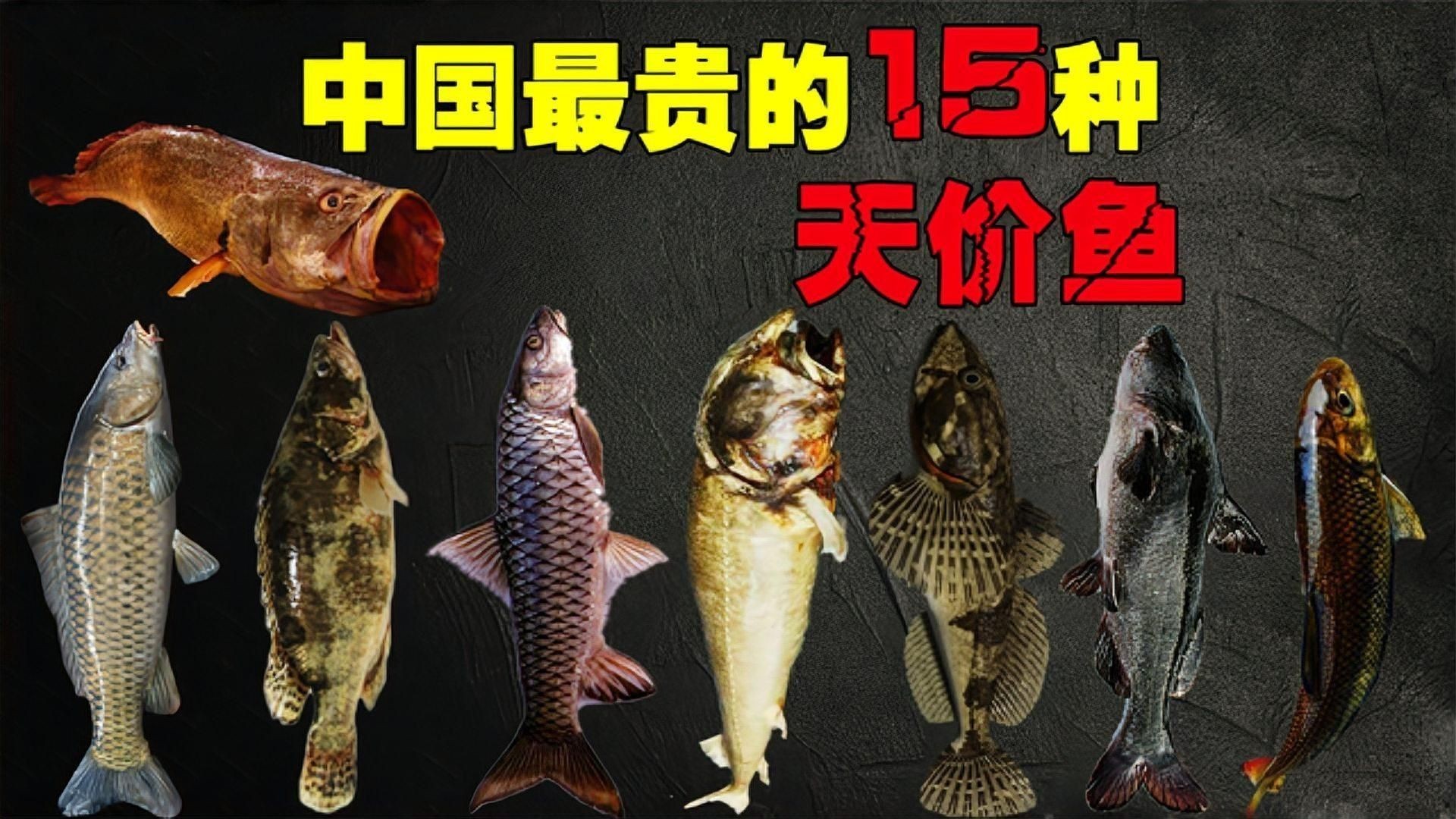 中國最昂貴十大名魚：中國最昂貴的10大名魚（含淡水及咸淡水魚種）價(jià)格及特征