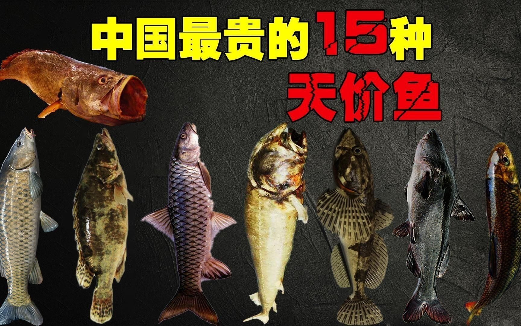 中國最昂貴十大名魚：中國最昂貴的10大名魚（含淡水及咸淡水魚種）價(jià)格及特征