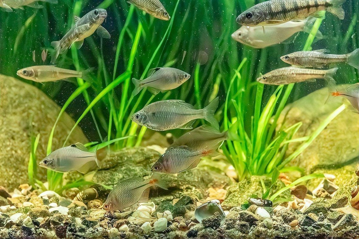 養(yǎng)魚(yú)養(yǎng)幾條比較吉利：養(yǎng)魚(yú)數(shù)量與風(fēng)水學(xué)