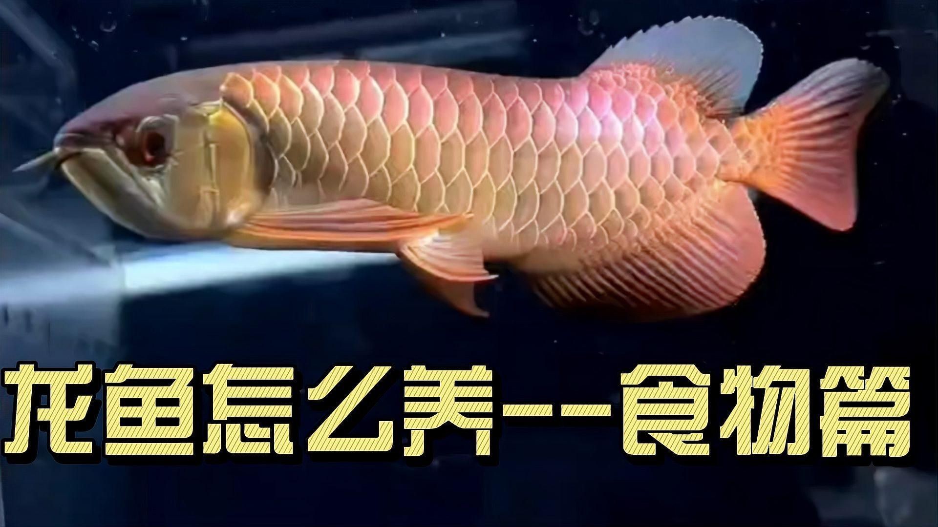 小紅龍魚喂什么最好:小紅龍魚怎么養比較好食物跟喂食方法也很關鍵 龍魚百科 第5張 小紅龍魚喂什么最好:小紅龍魚怎么養比較好食物跟喂食方法也很關鍵 小紅龍魚喂什么最好:小紅龍魚怎么養比較好食物跟喂食方法也很關鍵 龍魚百科 第5張