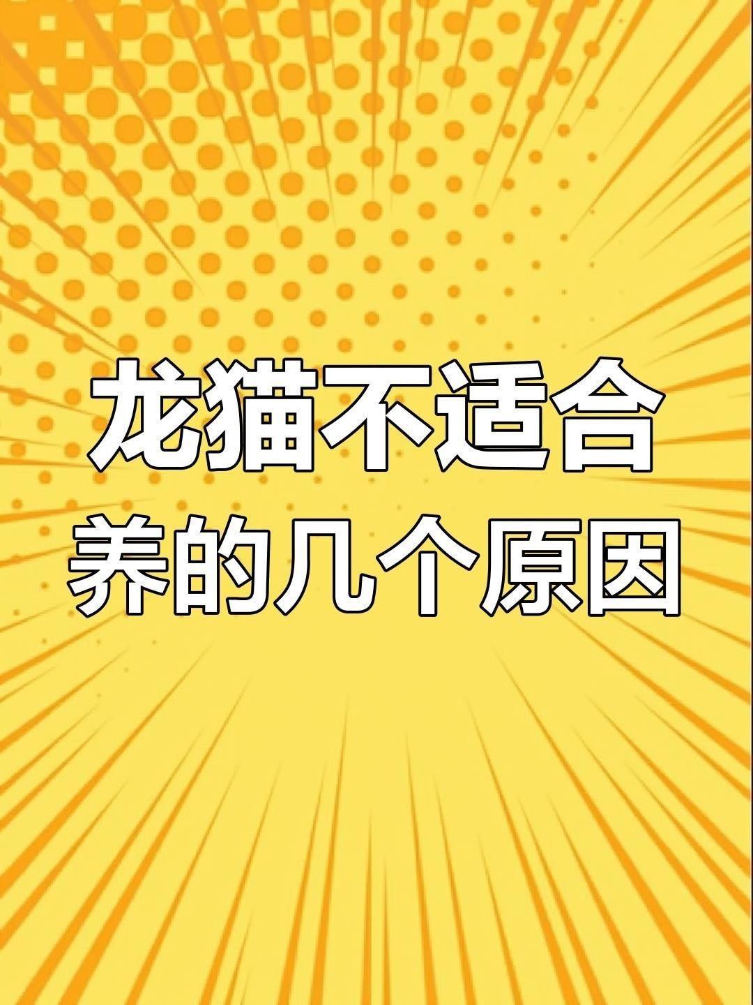 為什么不建議養(yǎng)龍貓：養(yǎng)龍貓的注意事項