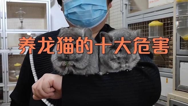 為什么不建議養龍貓：養龍貓的注意事項