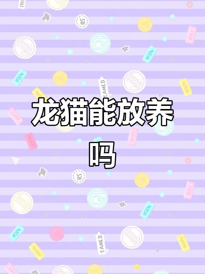 為什么不建議養(yǎng)龍貓：養(yǎng)龍貓的注意事項