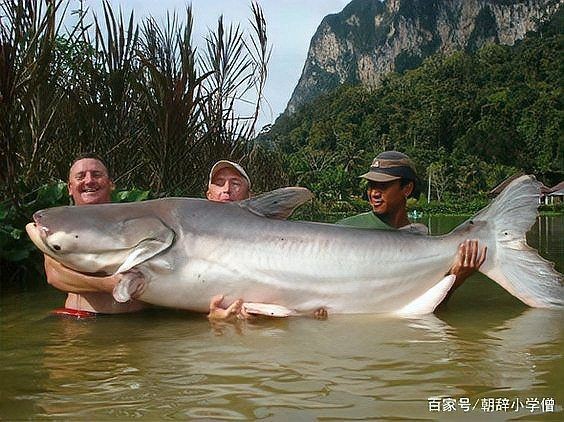 汗鯊和藍(lán)鯊都是鯰魚(yú)嗎：“汗鯊”與“藍(lán)鯊在東南亞地區(qū)也是重要的養(yǎng)殖食用魚(yú)意義