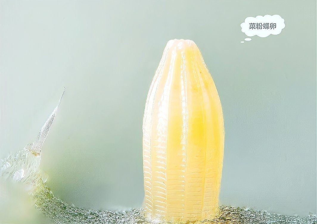 家里白蝴蝶要警惕了：白蝴蝶的傳說賦予其忠貞的象征