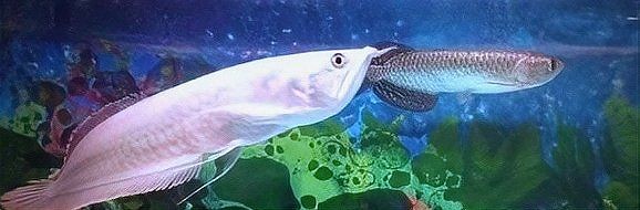 七彩銀龍魚養多久變色:七彩銀龍魚養多久變色周兜兜 龍魚百科 第5張 七彩銀龍魚養多久變色:七彩銀龍魚養多久變色周兜兜 七彩銀龍魚養多久變色:七彩銀龍魚養多久變色周兜兜 龍魚百科 第5張