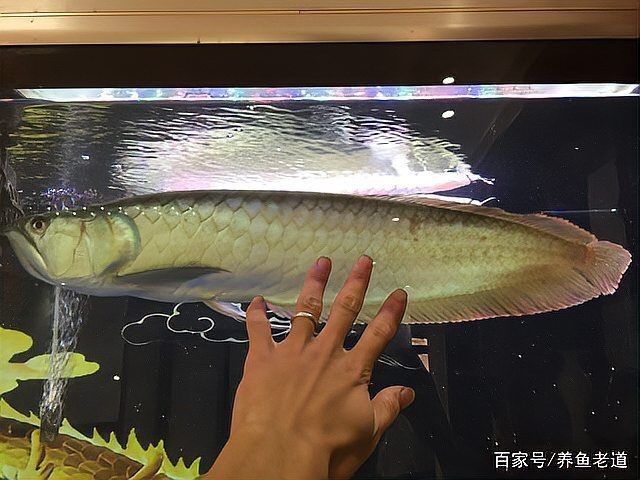 七彩銀龍魚養多久變色:七彩銀龍魚養多久變色周兜兜 龍魚百科 第2張 七彩銀龍魚養多久變色:七彩銀龍魚養多久變色周兜兜 七彩銀龍魚養多久變色:七彩銀龍魚養多久變色周兜兜 龍魚百科 第2張