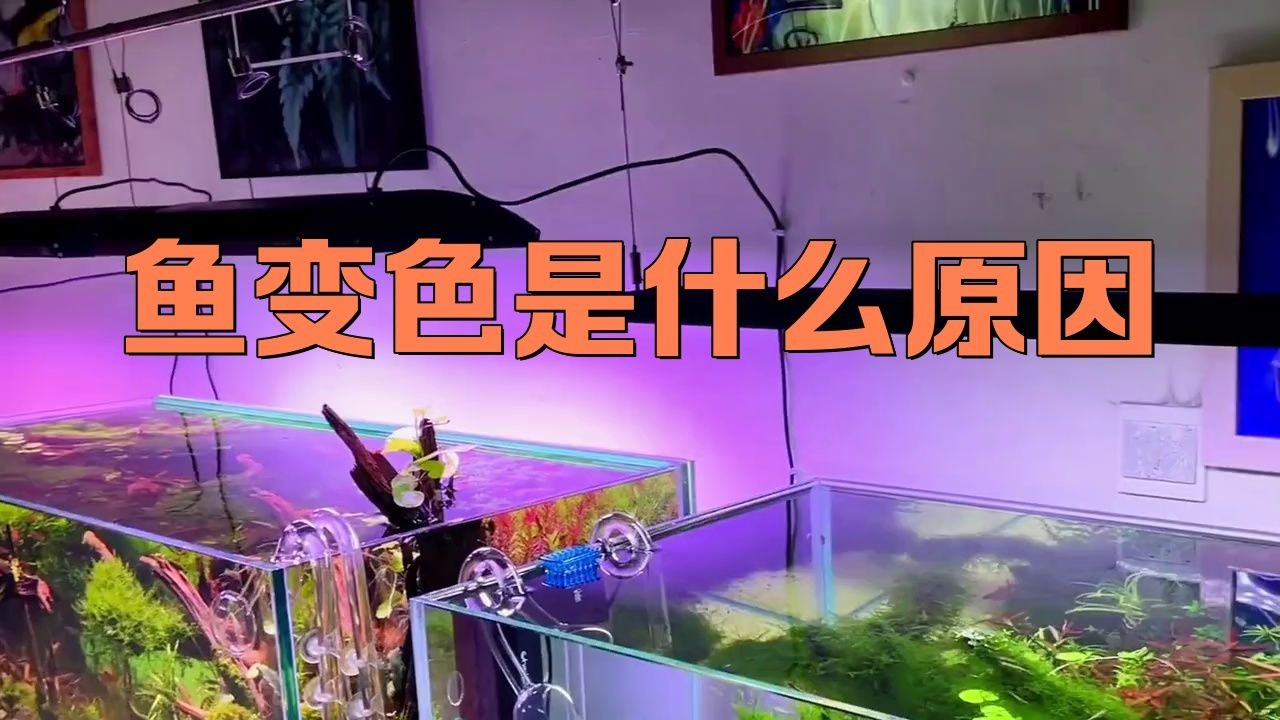 七彩銀龍魚養多久變色:七彩銀龍魚養多久變色周兜兜 龍魚百科 第3張 七彩銀龍魚養多久變色:七彩銀龍魚養多久變色周兜兜 七彩銀龍魚養多久變色:七彩銀龍魚養多久變色周兜兜 龍魚百科 第3張