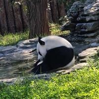 海象圖片大全：*《海象圖片大全》圖集匯聚了各類高清海象影像
