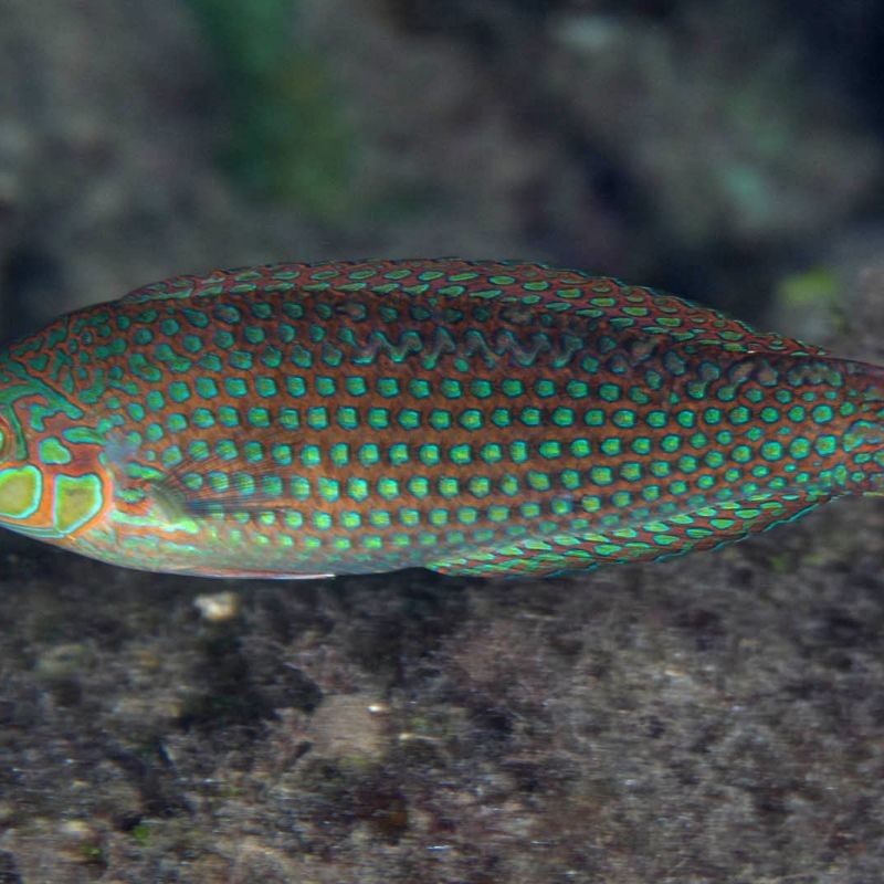廣東的豬鼻子魚:廣東地區(qū)的“豬鼻子魚”特色淡水魚類特征包括廣東沿海記錄 龍魚論壇 第7張 廣東的豬鼻子魚:廣東地區(qū)的“豬鼻子魚”特色淡水魚類特征包括廣東沿海記錄 廣東的豬鼻子魚:廣東地區(qū)的“豬鼻子魚”特色淡水魚類特征包括廣東沿海記錄 龍魚論壇 第7張