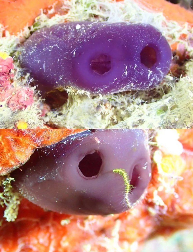 廣東的豬鼻子魚:廣東地區(qū)的“豬鼻子魚”特色淡水魚類特征包括廣東沿海記錄 龍魚論壇 第15張 廣東的豬鼻子魚:廣東地區(qū)的“豬鼻子魚”特色淡水魚類特征包括廣東沿海記錄 廣東的豬鼻子魚:廣東地區(qū)的“豬鼻子魚”特色淡水魚類特征包括廣東沿海記錄 龍魚論壇 第15張